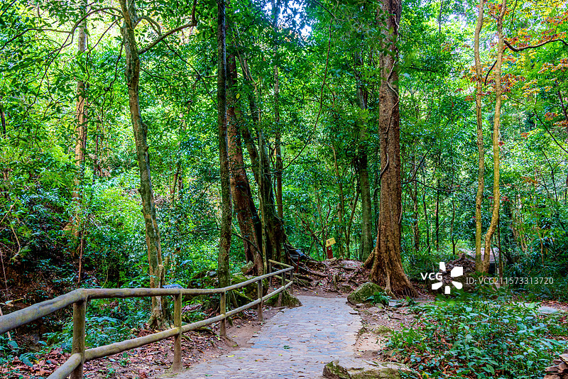 中国云南德宏瑞丽莫里热带雨林自然风光图片素材