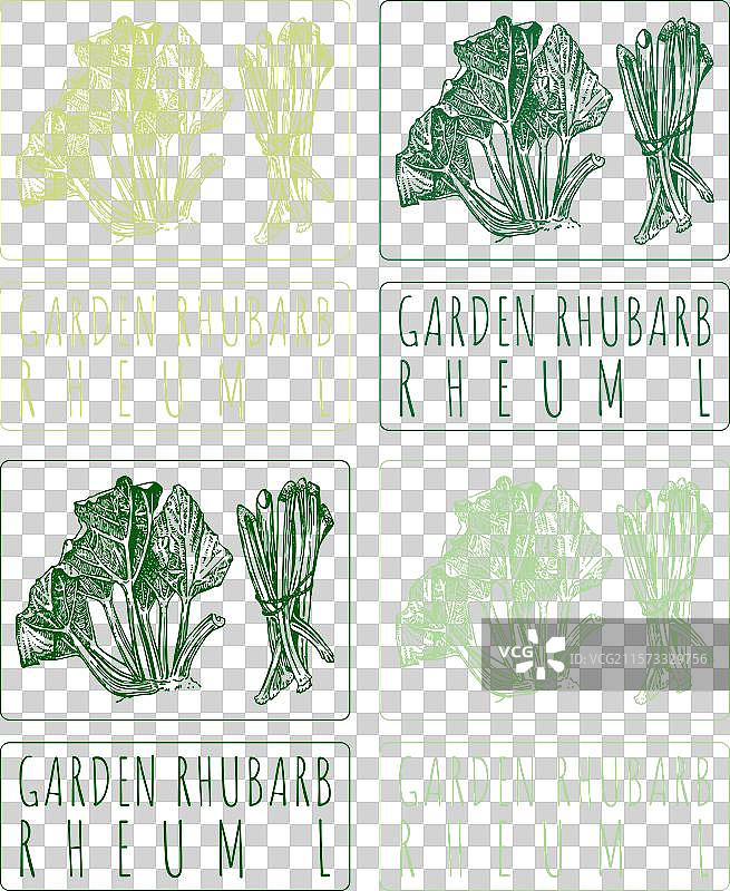 各种颜色的园艺大黄绘画集图片素材