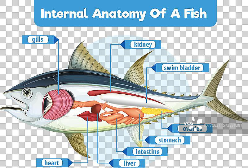 鱼类内部器官的详细图解图片素材