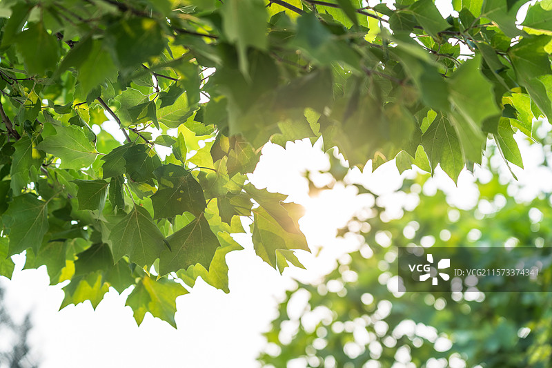 夏天唯美阳光梧桐树叶图片素材