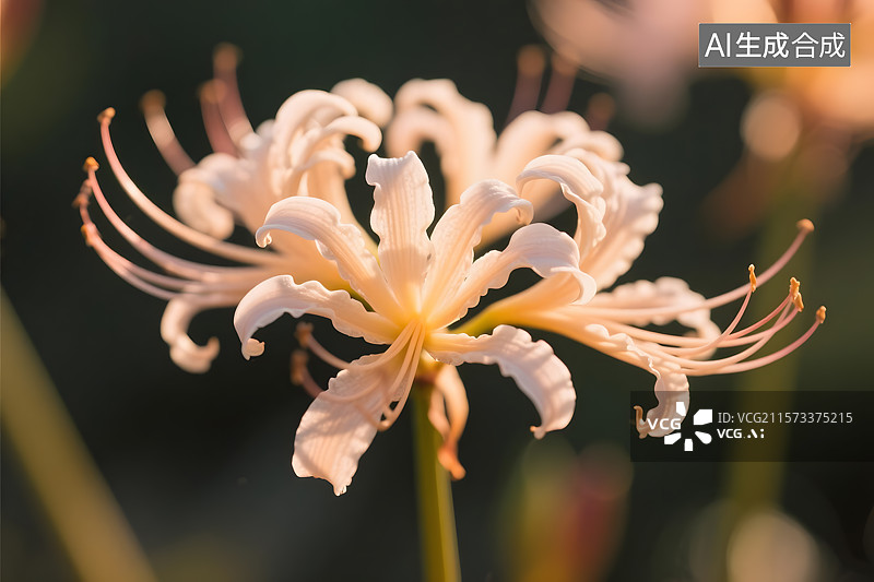 【AI数字艺术】彼岸花 石蒜 曼珠沙华图片素材