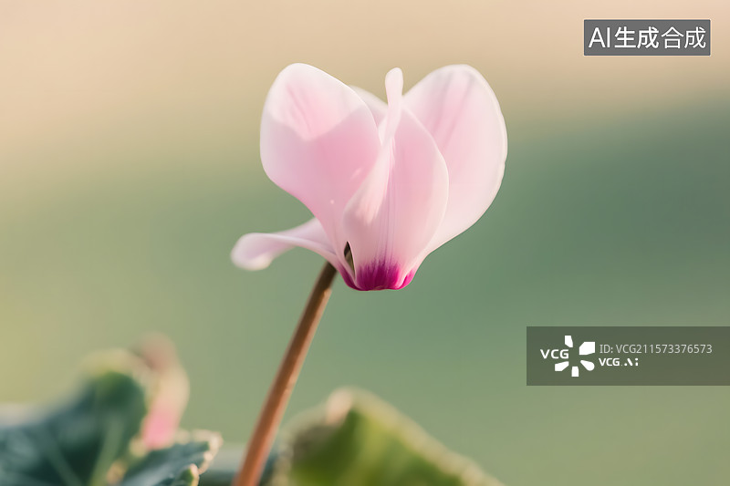 【AI数字艺术】娇艳欲滴的仙客来图片素材