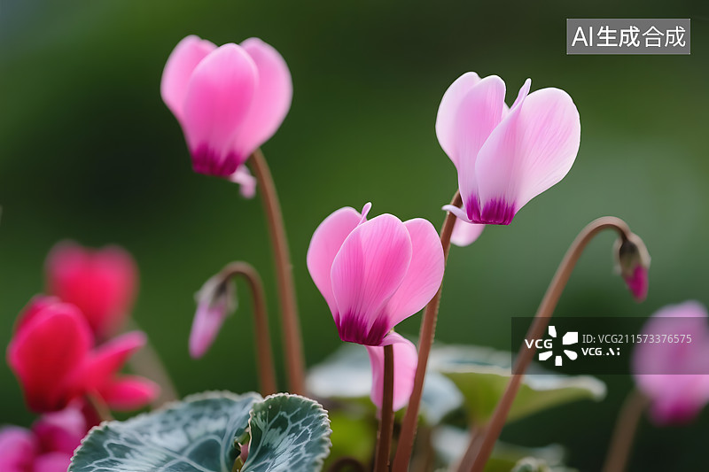 【AI数字艺术】娇艳欲滴的仙客来图片素材