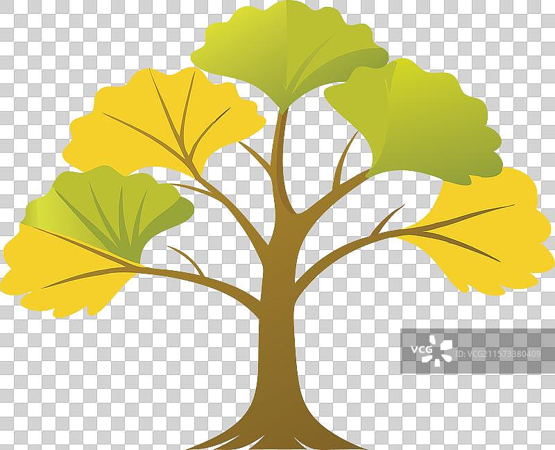 银杏树平铺在白色背景上图片素材