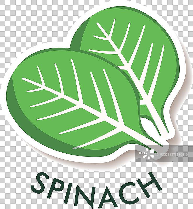 菠菜平铺在背景上图片素材