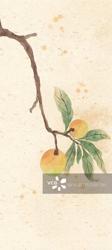 枇杷国风插画图片素材