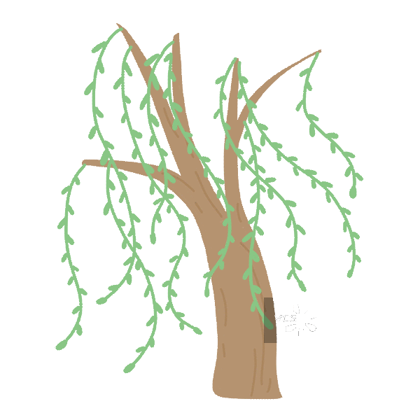 手绘垂枝柳树插画图片素材