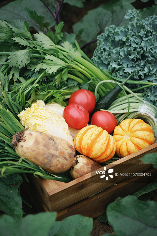 篮子里装满了有机新鲜蔬菜，西红柿，芹菜，小桔瓜，莲藕，娃娃菜图片素材