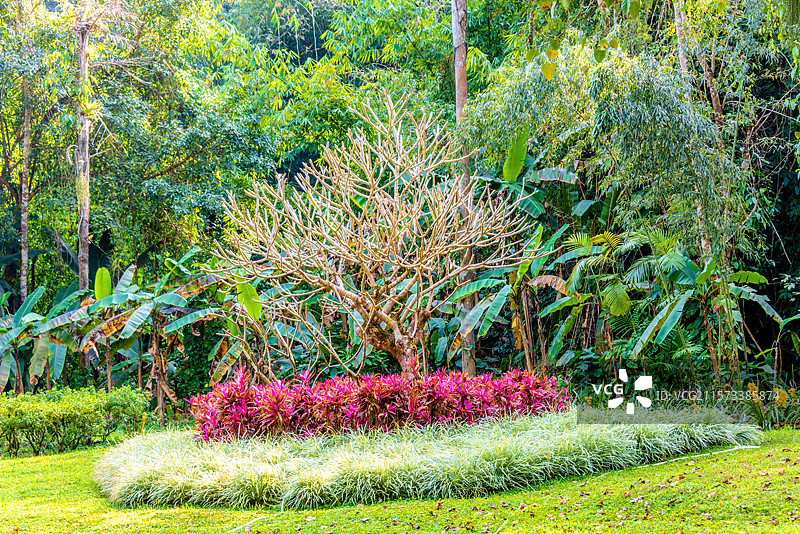 中国云南德宏瑞丽莫里热带雨林风景区园林风光图片素材