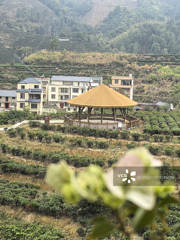 梧州苍梧县六堡茶生态旅游景区图片素材