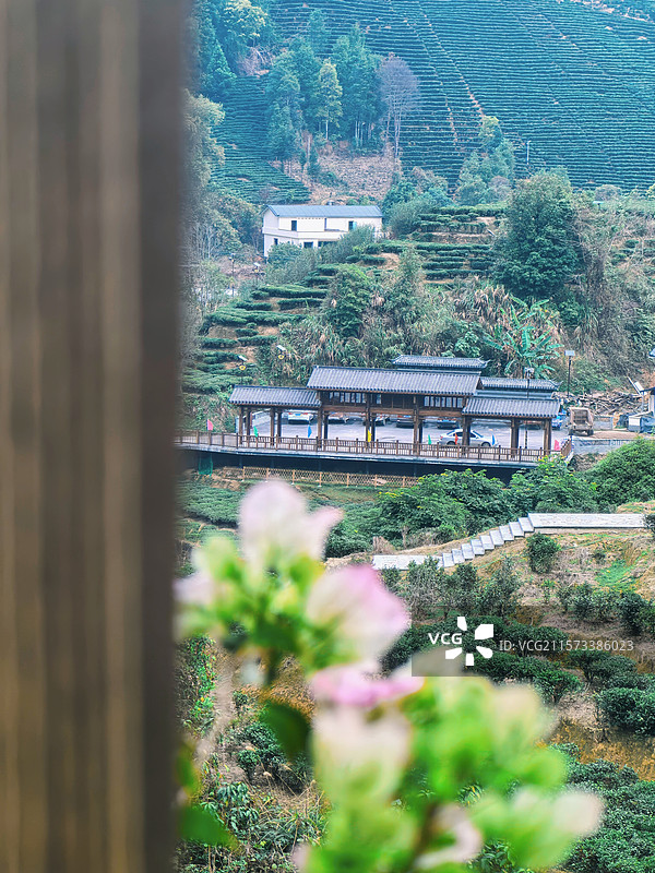 梧州苍梧县六堡茶生态旅游景区图片素材