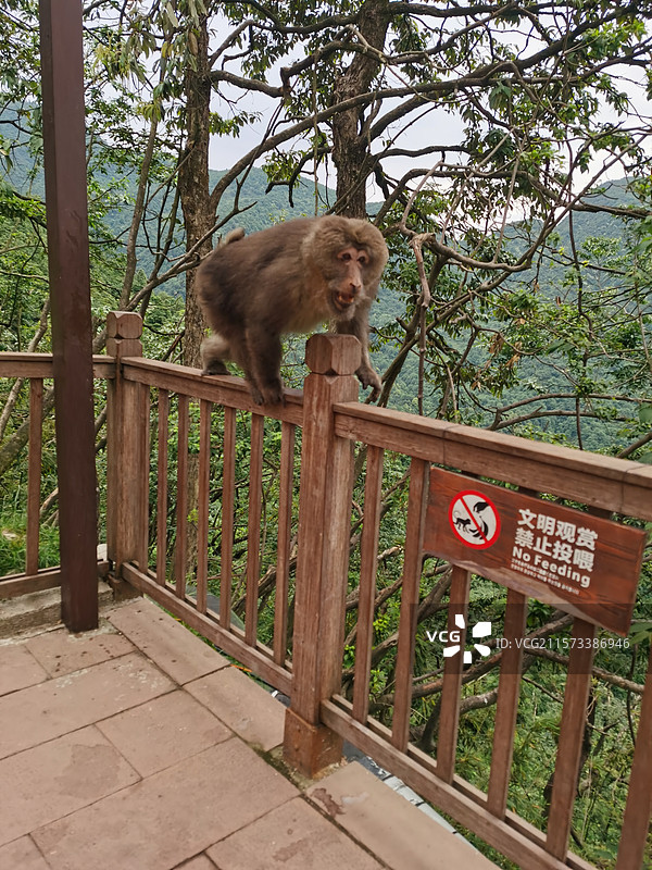 四川瓦屋山景区栏杆上行走的野生猴子图片素材