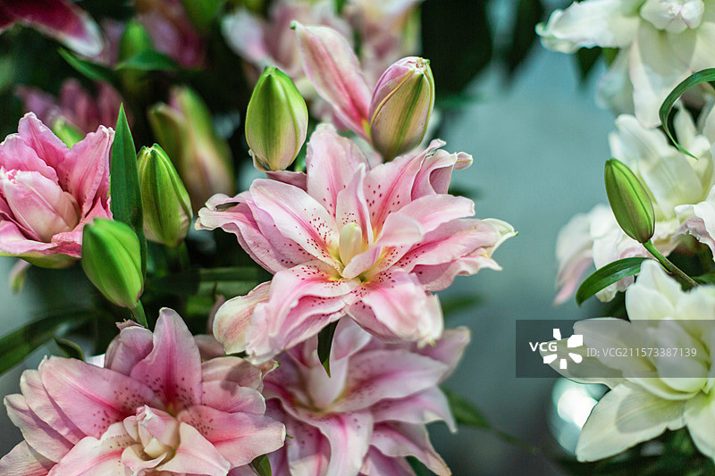 多彩百合花绽放的美丽景致图片素材