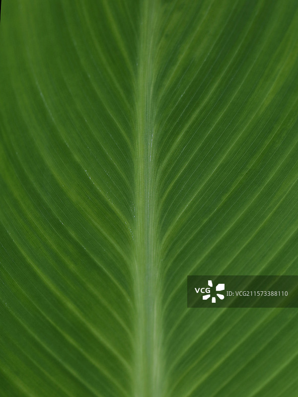 芭蕉扇图片素材