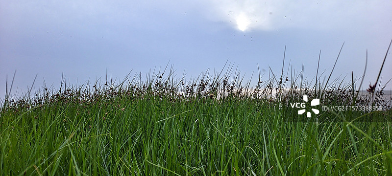 平顶山白龟湖草坪图片素材