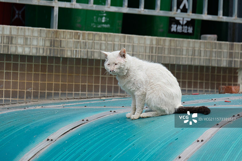 丑丑的潦草流浪猫。野猫。抑郁胆小恐惧。黑白猫图片素材