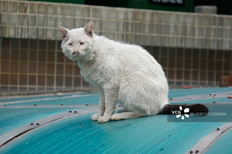 丑丑的潦草流浪猫。野猫。抑郁胆小恐惧。黑白猫图片素材