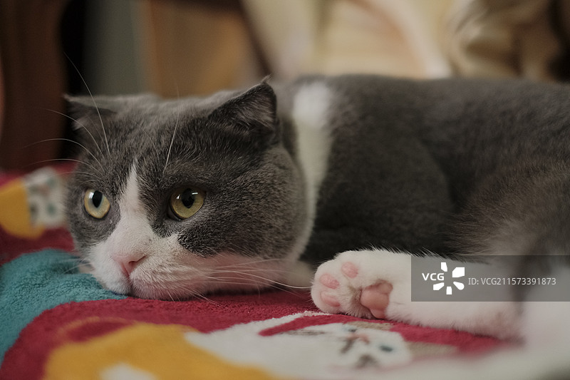 英短猫侧卧凝视 英短颜值天花板 侧卧「肉垫杀」的「多巴胺配色」暴击图片素材