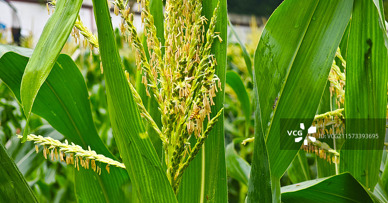 玉米花和蜜蜂图片素材