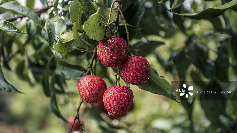树上生长的荔枝果特写镜头图片素材