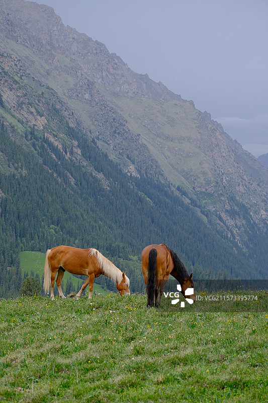新疆伊犁昭苏县夏塔景区马吃草图片素材