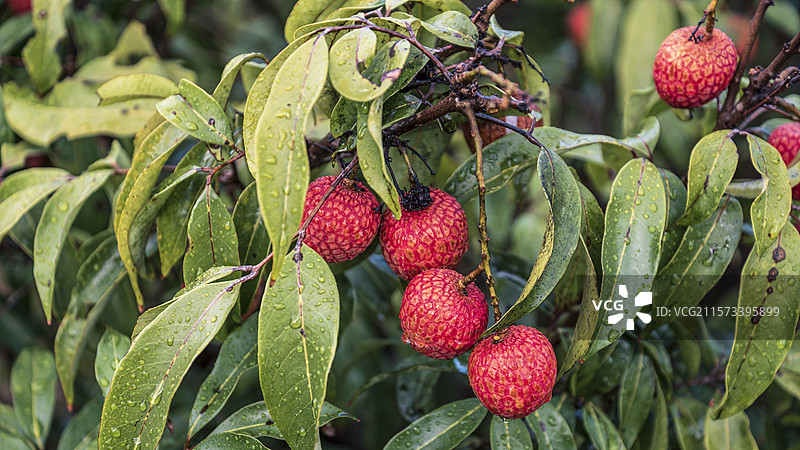 树上生长的荔枝果特写镜头图片素材