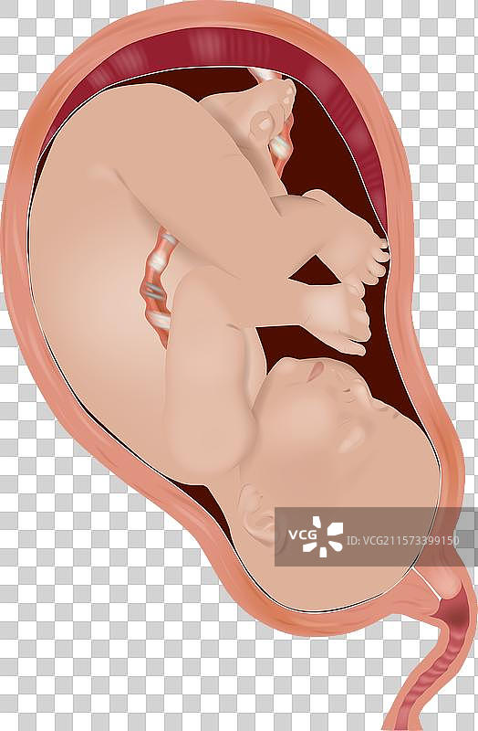 怀孕的解剖结构和胎儿的解剖结构图片素材