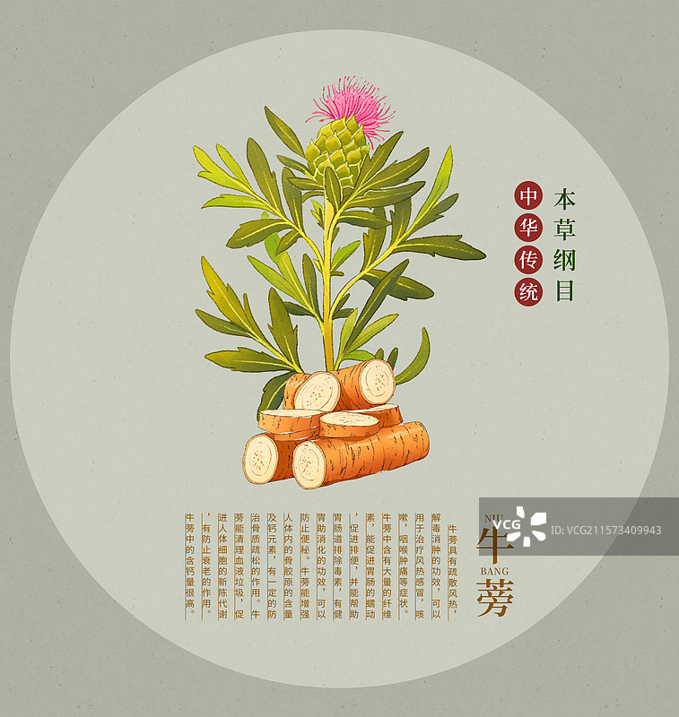 手绘水彩中药药材插画牛蒡图片素材