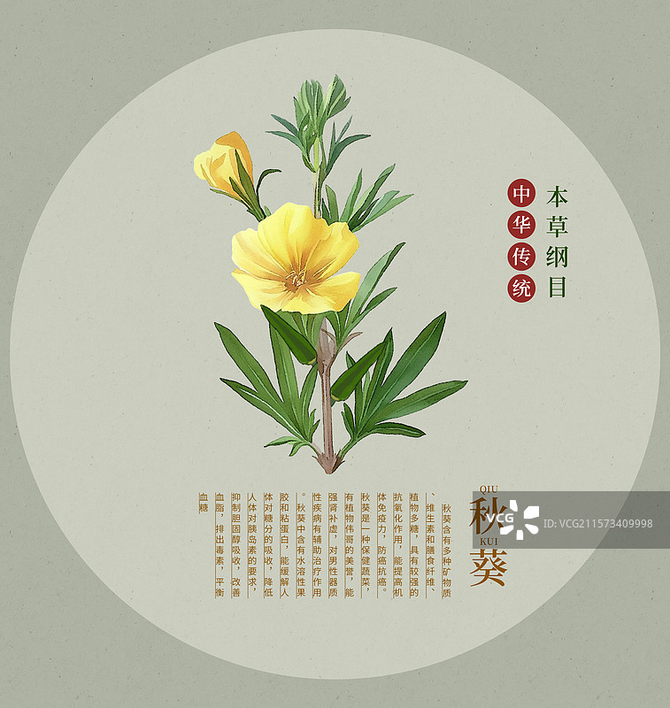 手绘水彩中药药材插画秋葵图片素材