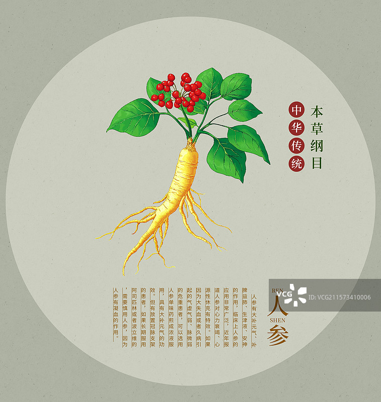 手绘水彩中药药材插画人参图片素材