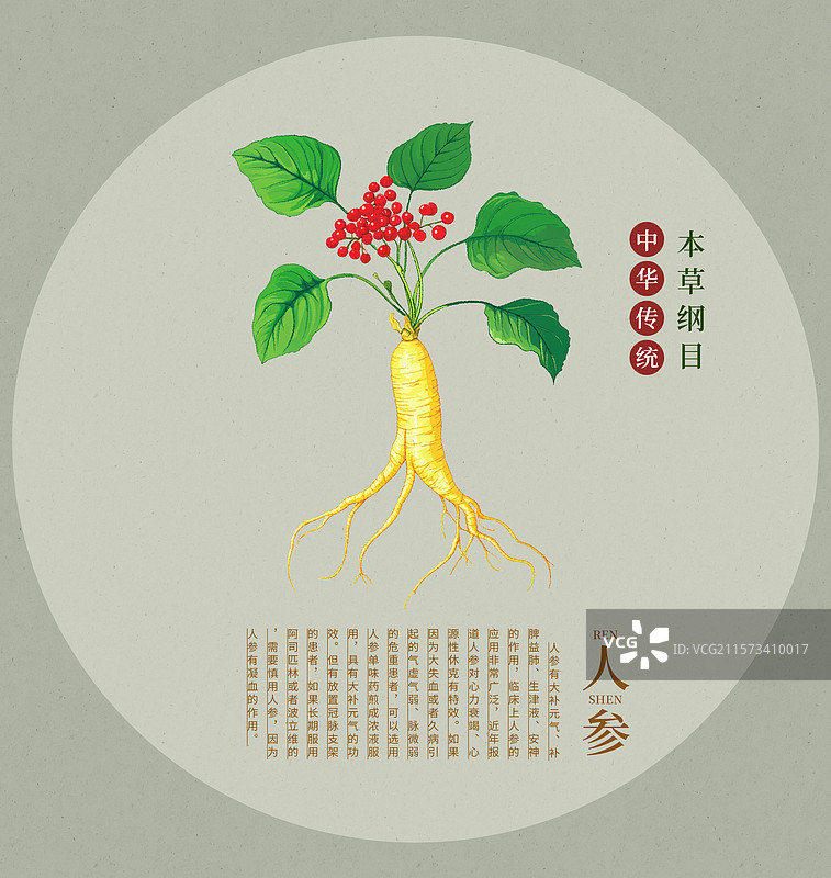 手绘水彩中药药材插画人参图片素材