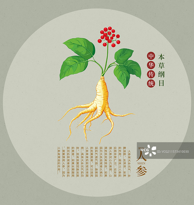 手绘水彩中药药材插画人参图片素材