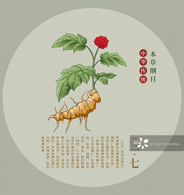 手绘水彩中药药材插画三七图片素材