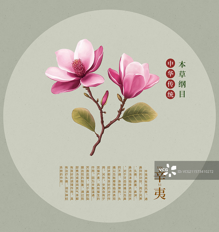 手绘水彩中药药材插画辛夷图片素材