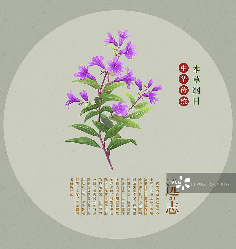 手绘水彩中药药材插画远志图片素材