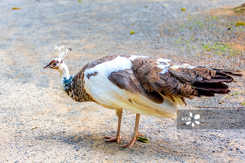中国云南德宏芒市勐巴娜西珍奇园的孔雀图片素材