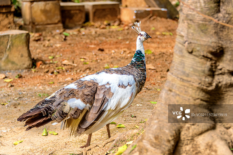 中国云南德宏芒市勐巴娜西珍奇园的孔雀图片素材
