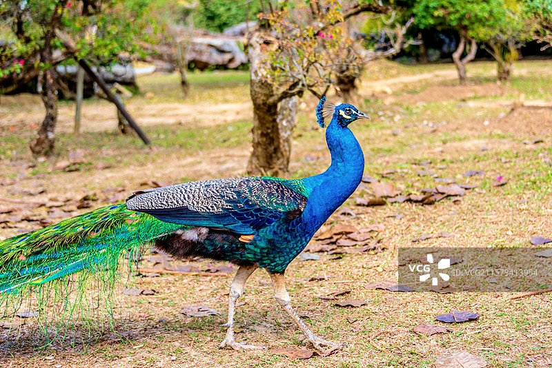 中国云南德宏芒市勐巴娜西珍奇园的孔雀图片素材