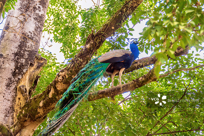 中国云南德宏芒市勐巴娜西珍奇园的孔雀图片素材