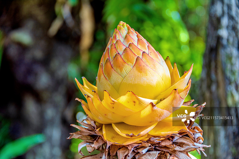 芭蕉科地涌金莲属植物——地涌金莲图片素材