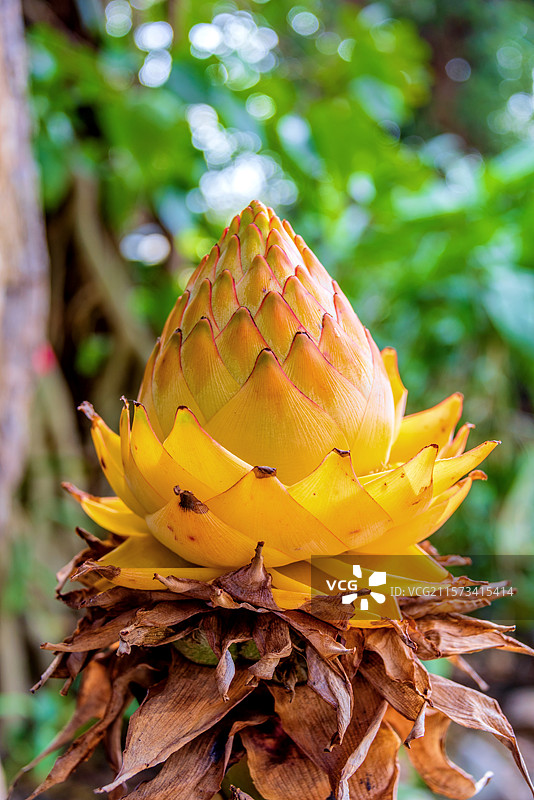 芭蕉科地涌金莲属植物——地涌金莲图片素材
