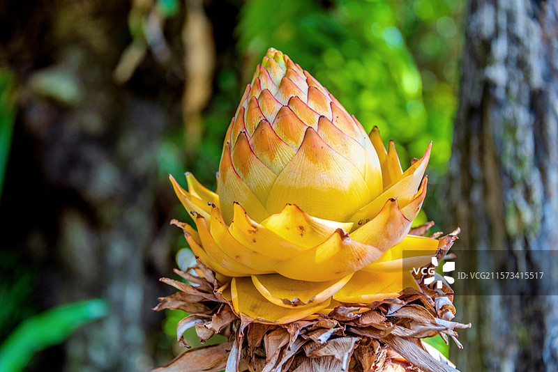 芭蕉科地涌金莲属植物——地涌金莲图片素材