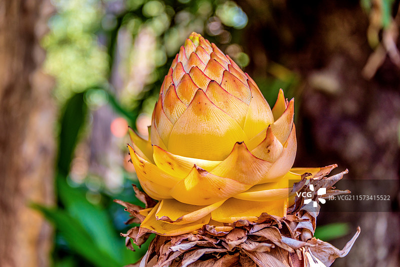芭蕉科地涌金莲属植物——地涌金莲图片素材