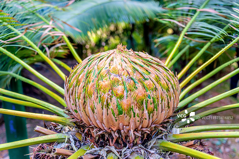 苏铁科苏铁属植物——铁树的果实图片素材