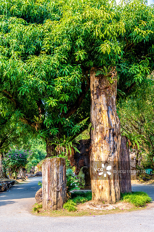 中国云南德宏芒市勐巴娜西珍奇园园林风光图片素材