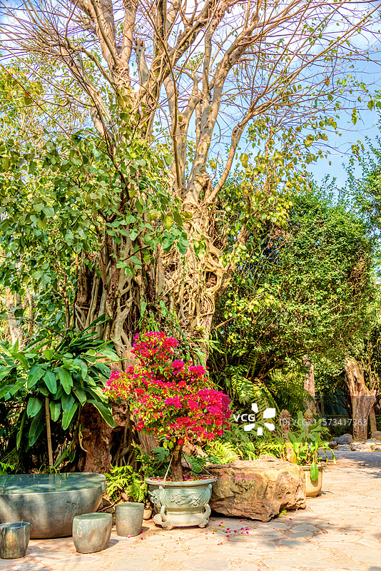 中国云南德宏芒市勐巴娜西珍奇园园林风光图片素材