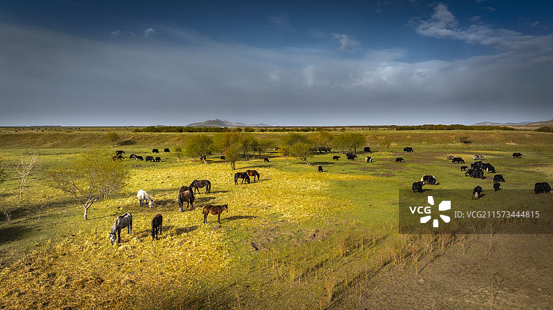 甘南诺尔盖草原上的牦牛马群图片素材