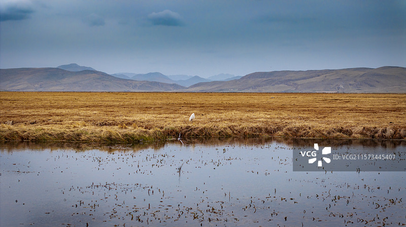 甘南则岔尕海湿地图片素材