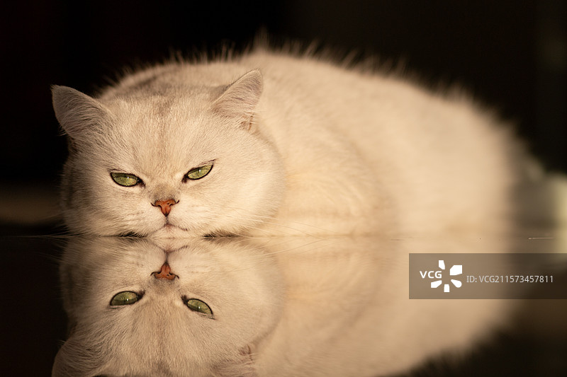 趴在地板上看镜头的白色银渐层宠物猫倒影特写镜头图片素材