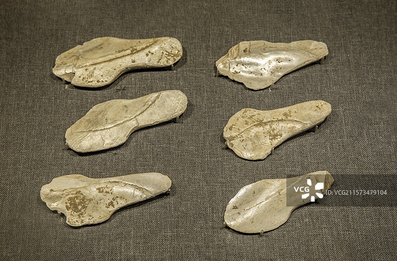 广西壮族自治区博物馆“古代文明陈列”展：匙形蚌刀（新石器时代，1966年横县西津遗址出土）图片素材